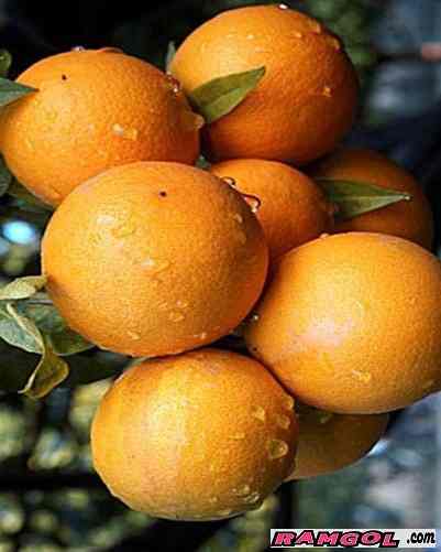 فروش نهال درخت میوه پرتقال خونی